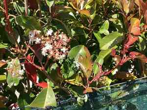 Red tip photinia(Photinia × fraseri)