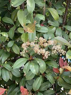Red tip photinia(Photinia × fraseri)