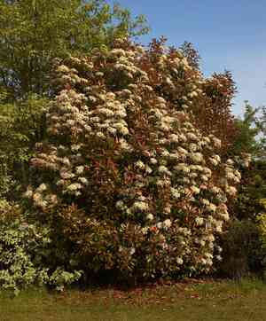 Red tip photinia(Photinia × fraseri)