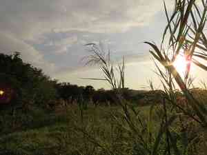 Khagra(Phragmites karka)