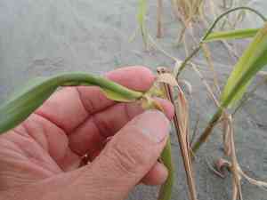 Khagra(Phragmites karka)