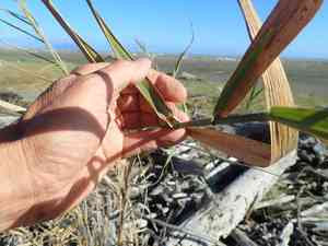Khagra(Phragmites karka)