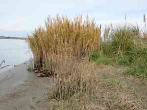 Khagra(Phragmites karka)