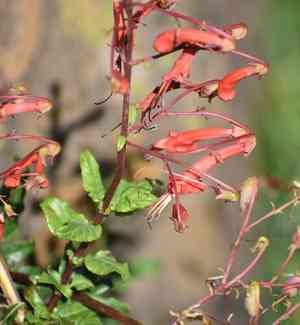 Cape fuchsia(Phygelius capensis)