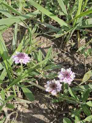 Wedgeleaf(Phyla cuneifolia)