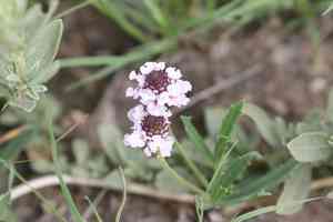 Wedgeleaf(Phyla cuneifolia)