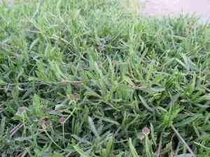 Wedgeleaf(Phyla cuneifolia)