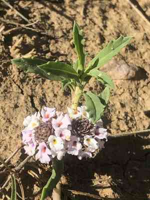 Wedgeleaf(Phyla cuneifolia)