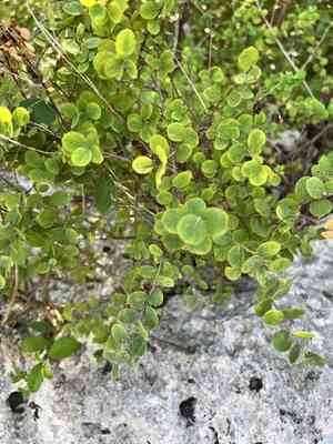 Missouri maidenbush(Phyllanthopsis phyllanthoides)