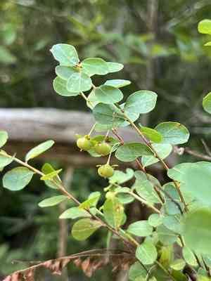 Missouri maidenbush(Phyllanthopsis phyllanthoides)