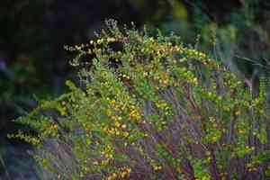 Missouri maidenbush(Phyllanthopsis phyllanthoides)