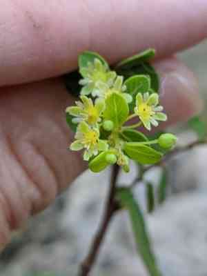 Missouri maidenbush(Phyllanthopsis phyllanthoides)