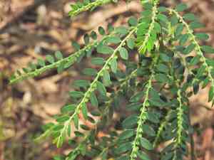 Niruri(Phyllanthus debilis)