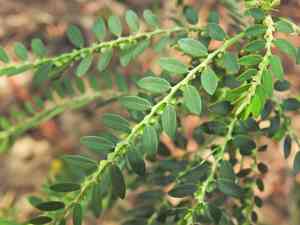 Niruri(Phyllanthus debilis)