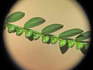 Niruri(Phyllanthus debilis)