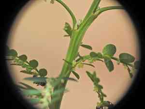 Niruri(Phyllanthus debilis)