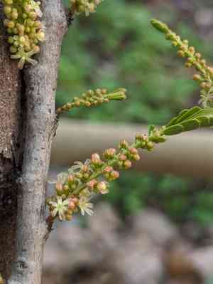 Emblic(Phyllanthus emblica)