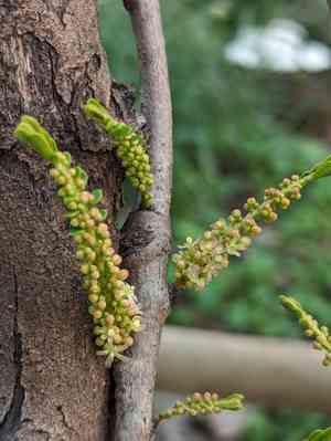 Emblic(Phyllanthus emblica)