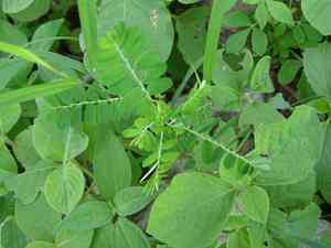 Gale of the wind(Phyllanthus niruri)