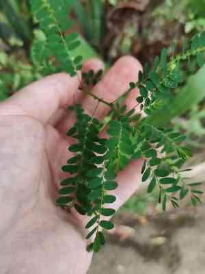 Gale of the wind(Phyllanthus niruri)