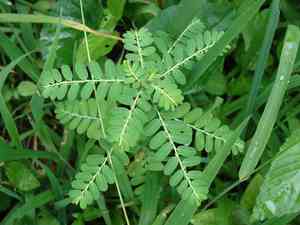 Gale of the wind(Phyllanthus niruri)