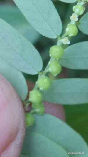 Gale of the wind(Phyllanthus niruri)