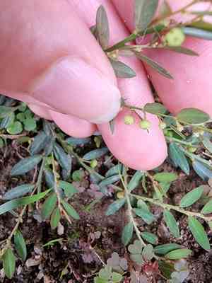 Phyllanthus ussuriensis(Phyllanthus ussuriensis)