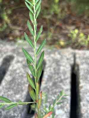 Phyllanthus ussuriensis(Phyllanthus ussuriensis)