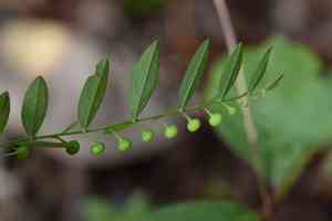 Phyllanthus ussuriensis(Phyllanthus ussuriensis)
