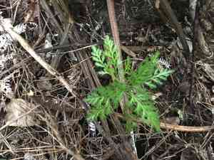 Celery pine(Phyllocladus trichomanoides)
