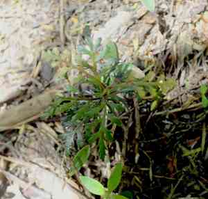 Celery pine(Phyllocladus trichomanoides)