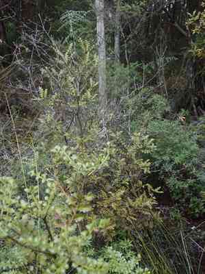 Celery pine(Phyllocladus trichomanoides)