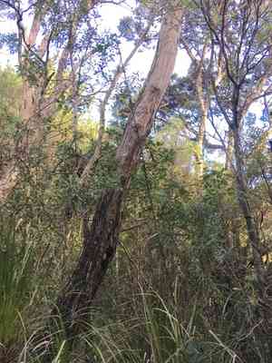 Celery pine(Phyllocladus trichomanoides)
