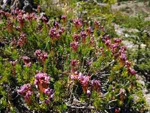 Pink Mountain Heather(Phyllodoce empetriformis)