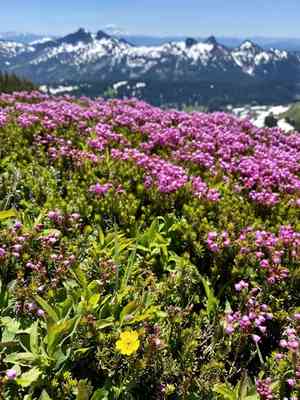 Pink Mountain Heather(Phyllodoce empetriformis)