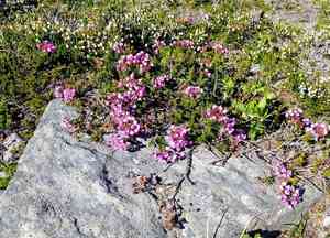 Pink Mountain Heather(Phyllodoce empetriformis)