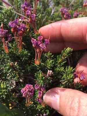 Pink Mountain Heather(Phyllodoce empetriformis)