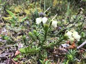 Yellow mountain-heath(Phyllodoce glanduliflora)