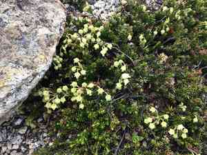 Yellow mountain-heath(Phyllodoce glanduliflora)
