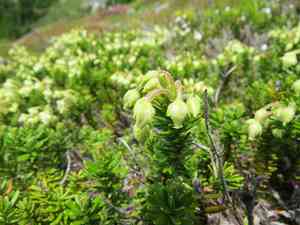 Yellow mountain-heath(Phyllodoce glanduliflora)