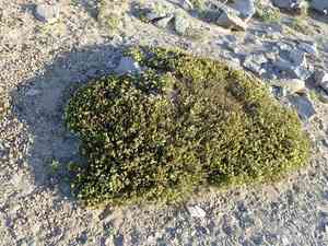 Yellow mountain-heath(Phyllodoce glanduliflora)