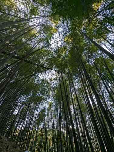 Moso bamboo(Phyllostachys edulis)