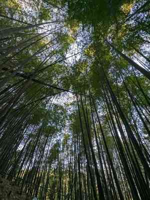 Moso bamboo(Phyllostachys edulis)