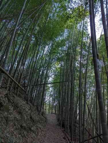 Moso bamboo(Phyllostachys edulis)