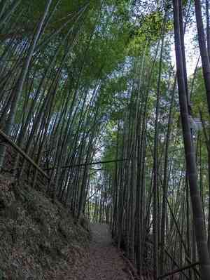 Moso bamboo(Phyllostachys edulis)