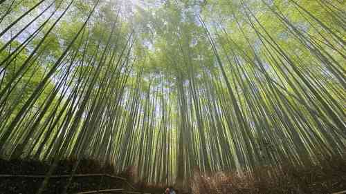 Moso bamboo(Phyllostachys edulis)