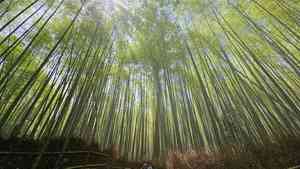 Moso bamboo(Phyllostachys edulis)
