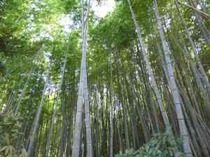 Moso bamboo(Phyllostachys edulis)