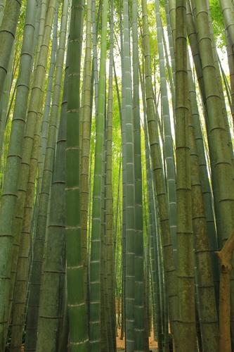 Moso bamboo