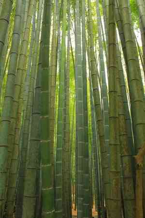 Moso bamboo(Phyllostachys edulis)